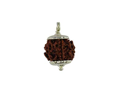 7 MUKHI RUDRAKSHA WITH CAP-PAUDJWKPJS1915177